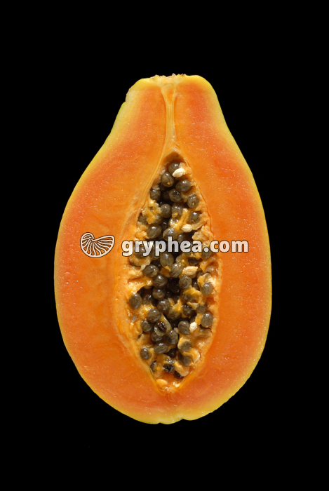 Papaye CL (Carica papaya) - gryphea.com